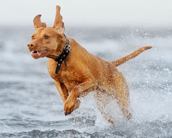 Aquatic Therapy, Sacramento Veterinarians