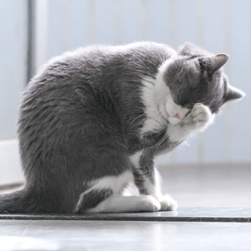 Sac deals cat hospital